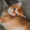 Как играть с кошкой или котенком
