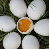Почему яичный желток оранжевого или желтого цвета?