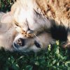 Как правильно завести второго питомца
