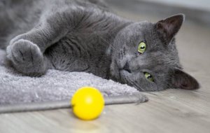 Какие игрушки нужны кошке