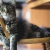 Можно ли кошкам давать рыбу: правильное питание для вашего питомца