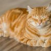 Можно ли кошкам кукурузу: правильное питание для вашего питомца