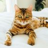 Бенгальская кошка: особенности характера, описание породы, уход