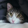 Как выбрать идеальную кошку для вашей семьи