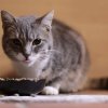 Как правильно кормить кошек
