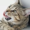 Можно ли кошкам сметану: правильное питание для вашего питомца