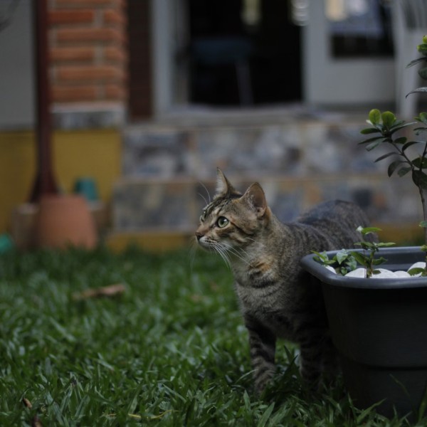 Можно ли кошкам вареный картофель