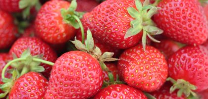 Чем подкормить клубнику весной для хорошего урожая