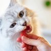 Запрещенные продукты для кошки