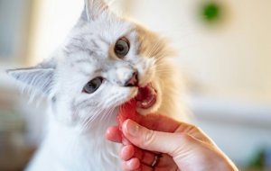 Запрещенные продукты для кошки