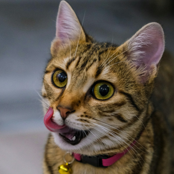 Можно ли кошкам манго