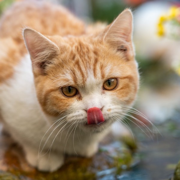 Можно ли кошкам вареный картофель
