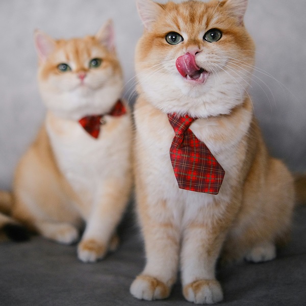 Можно ли кошкам клубнику