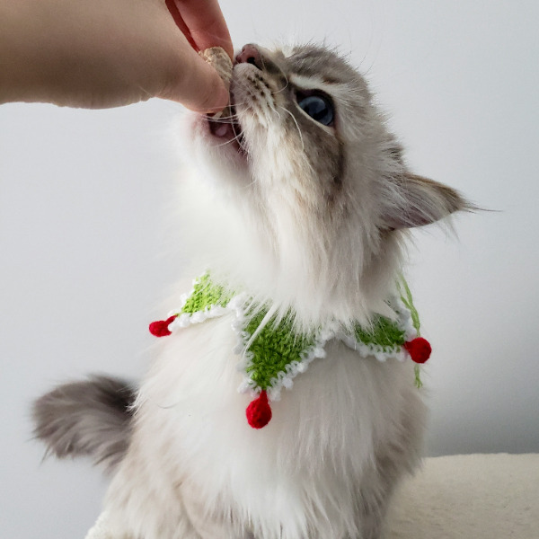 Можно ли кошкам манго