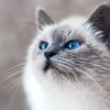 Можно ли кошкам болгарский перец: правильное питание для вашего питомца