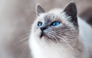 Можно ли кошкам болгарский перец: правильное питание для вашего питомца