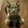 Можно ли кошкам давать тунца: правильное питание для вашего питомца