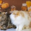 Можно ли кошкам хлеб: правильное питание для вашего питомца