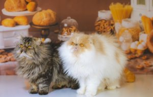 Можно ли кошкам хлеб: правильное питание для вашего питомца