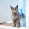 Можно ли кошкам вареный картофель: правильное питание для вашего питомца