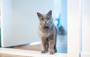 Можно ли кошкам вареный картофель: правильное питание для вашего питомца