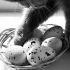Можно ли кошкам яйца: правильное питание для вашего питомца