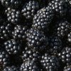 Чем подкормить ежевику весной для хорошего урожая