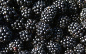 Чем подкормить ежевику весной для хорошего урожая