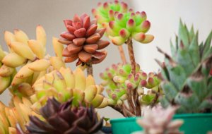 Какие растения относятся к суккулентам