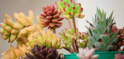 Какие растения относятся к суккулентам
