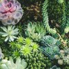 Какие бывают удобрения для суккулентов, на что обратить внимание при выборе