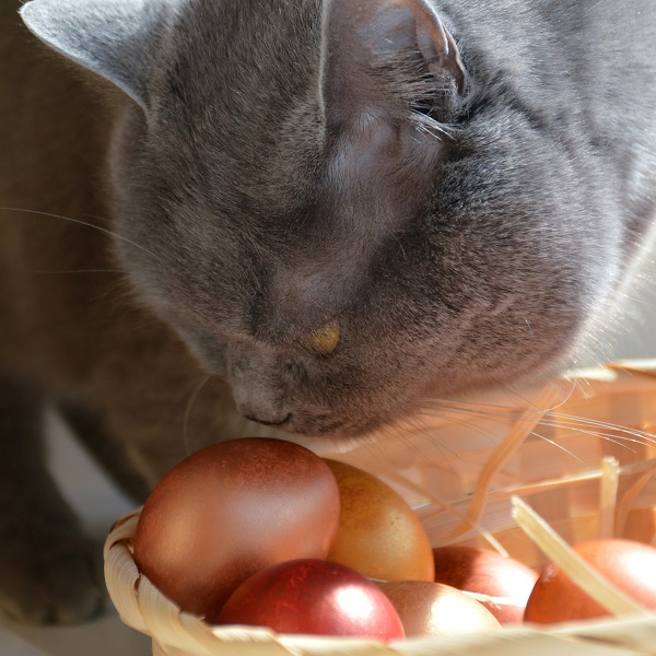 Можно ли кошкам яйца