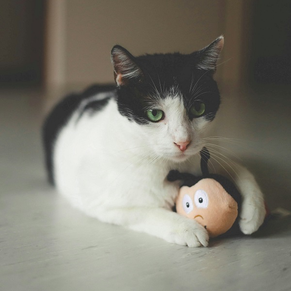 Можно ли кошкам яйца
