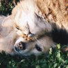Как социализировать щенка или взрослую собаку