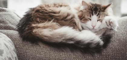 Как правильно ухаживать за длинношёрстными кошками