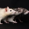 Уход за домашними крысами: особенности содержания этих грызунов