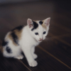 Как отучить котенка драть мебель