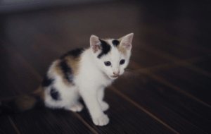Как отучить котенка драть мебель