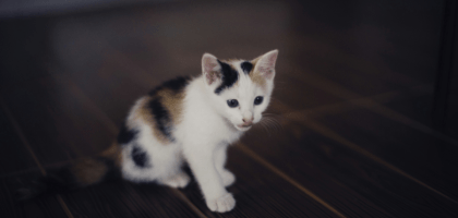 Как отучить котенка драть мебель