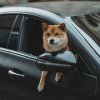 Как помочь собаке адаптироваться после переезда