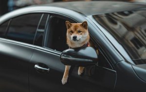 Как помочь собаке адаптироваться после переезда