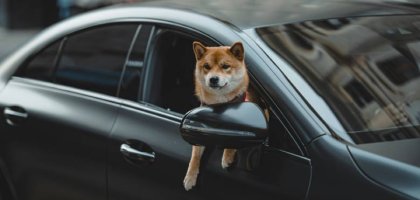 Как помочь собаке адаптироваться после переезда