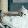 Как понять язык тела вашей кошки