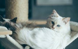 Как понять язык тела вашей кошки