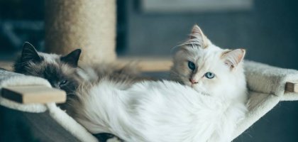 Как понять язык тела вашей кошки
