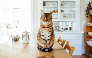 Какая аллергия бывает у кошек