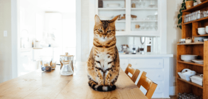 Какая аллергия бывает у кошек