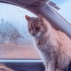 Как помочь кошке адаптироваться после переезда