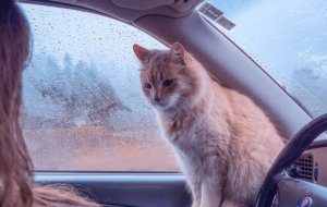 Как помочь кошке адаптироваться после переезда