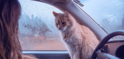 Как помочь кошке адаптироваться после переезда